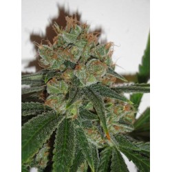 BUBBLICIOUS · Resin Seeds · semi di canapa · Fem
