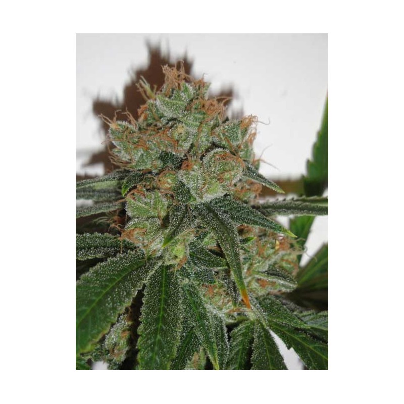 BUBBLICIOUS · Resin Seeds · semillas de marihuana · Fem