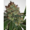 BUBBLICIOUS · Resin Seeds · cannabis seeds · Fem