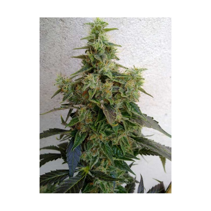 DIESELTONIC · Resin Seeds · cannabis seeds · Fem
