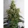 DIESELTONIC · Resin Seeds · semillas de marihuana · Fem