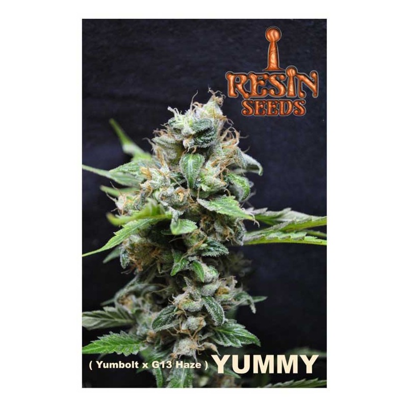 YUMMY · Resin Seeds · semillas de marihuana · Fem
