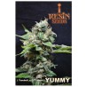 YUMMY · Resin Seeds · cannabis seeds · Fem