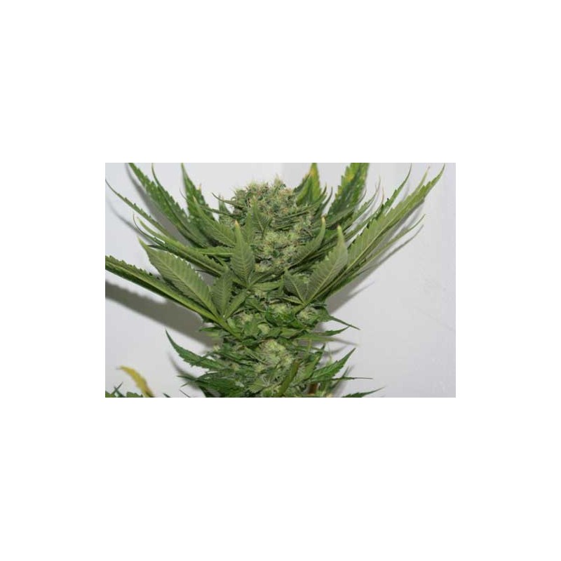 SOUR P · Resin Seeds · semillas de marihuana · Fem