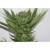 SOUR P · Resin Seeds · semillas de marihuana · Fem