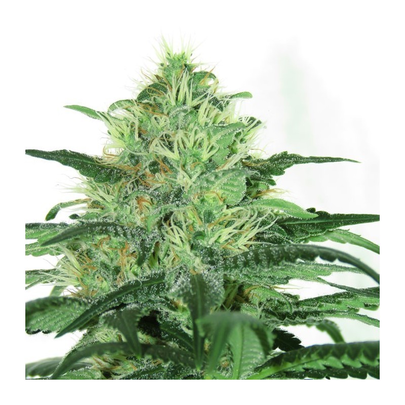 SIDERAL · Ripper Seeds · semi di canapa · Fem