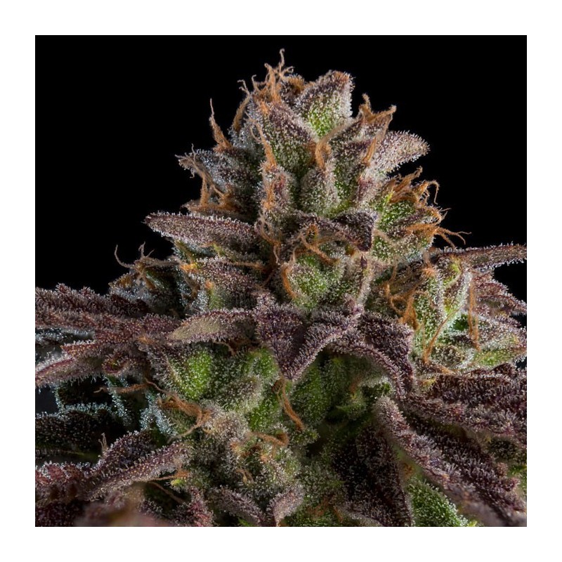 KMINTZ · Ripper Seeds · semillas de marihuana · Fem