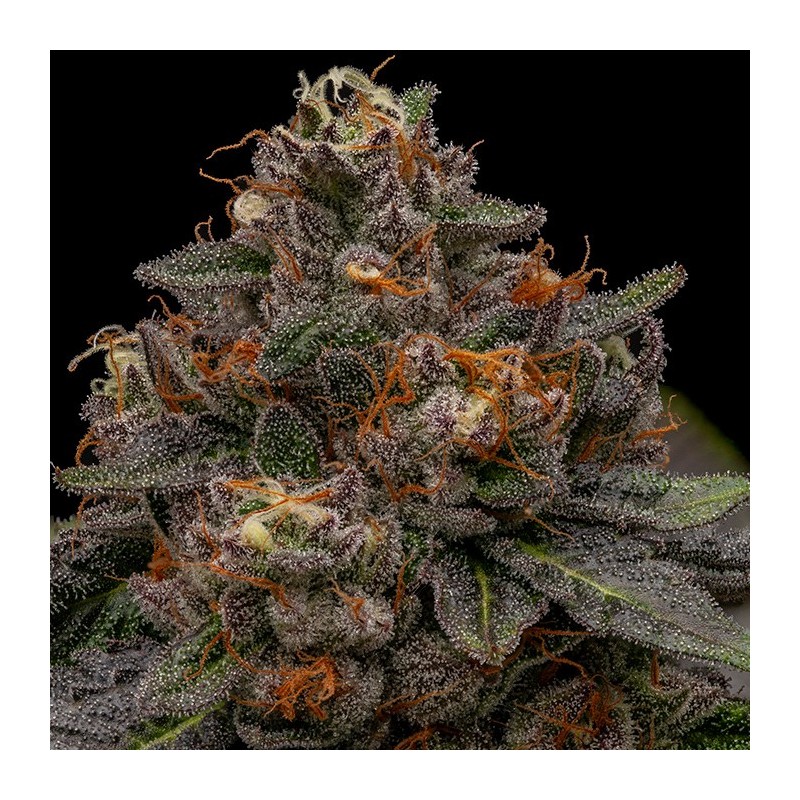 KORENJI · Ripper Seeds · semillas de marihuana · Fem