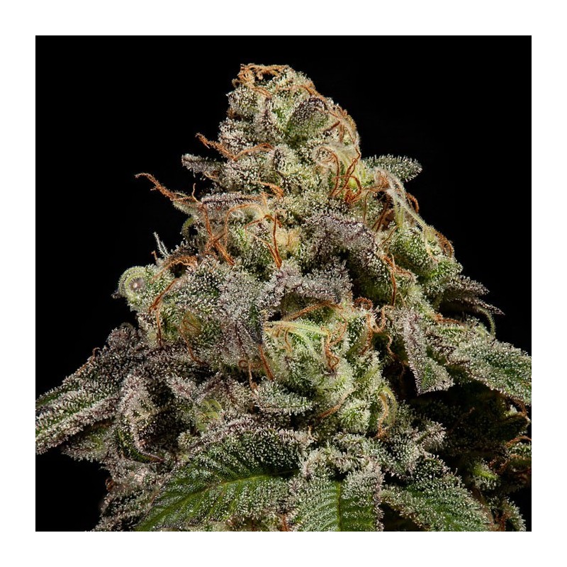 OMG · Ripper Seeds · semillas de marihuana · Fem