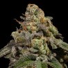 OMG · Ripper Seeds · semillas de marihuana · Fem