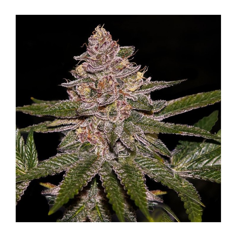 RADICAL JUICE · Ripper Seeds · semillas de marihuana · Fem