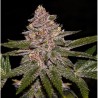 RADICAL JUICE · Ripper Seeds · semillas de marihuana · Fem