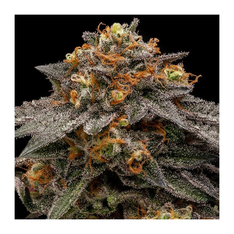 SHIMO · Ripper Seeds · semillas de marihuana · Fem