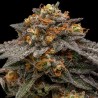 SHIMO · Ripper Seeds · semillas de marihuana · Fem