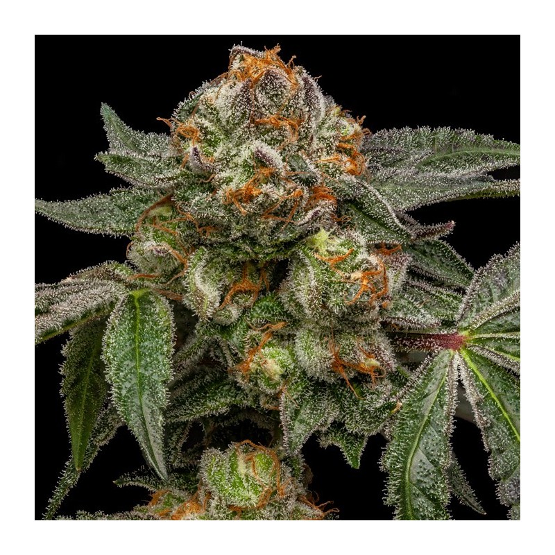 ZAKE · Ripper Seeds · semillas de marihuana · Fem