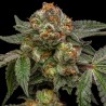ZAKE · Ripper Seeds · semi di canapa · Fem