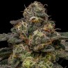 ZOMBIE BRIDE · Ripper Seeds · semillas de marihuana · Fem