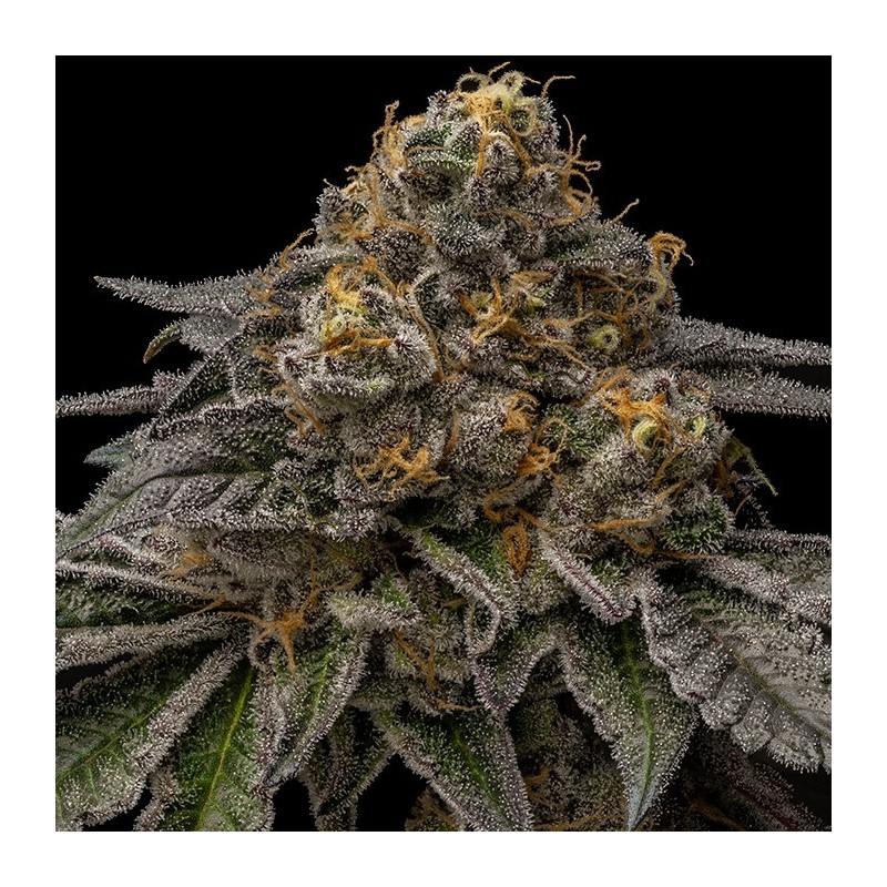 BREAK PAD BREATH · Ripper Seeds · semillas de marihuana · Fem