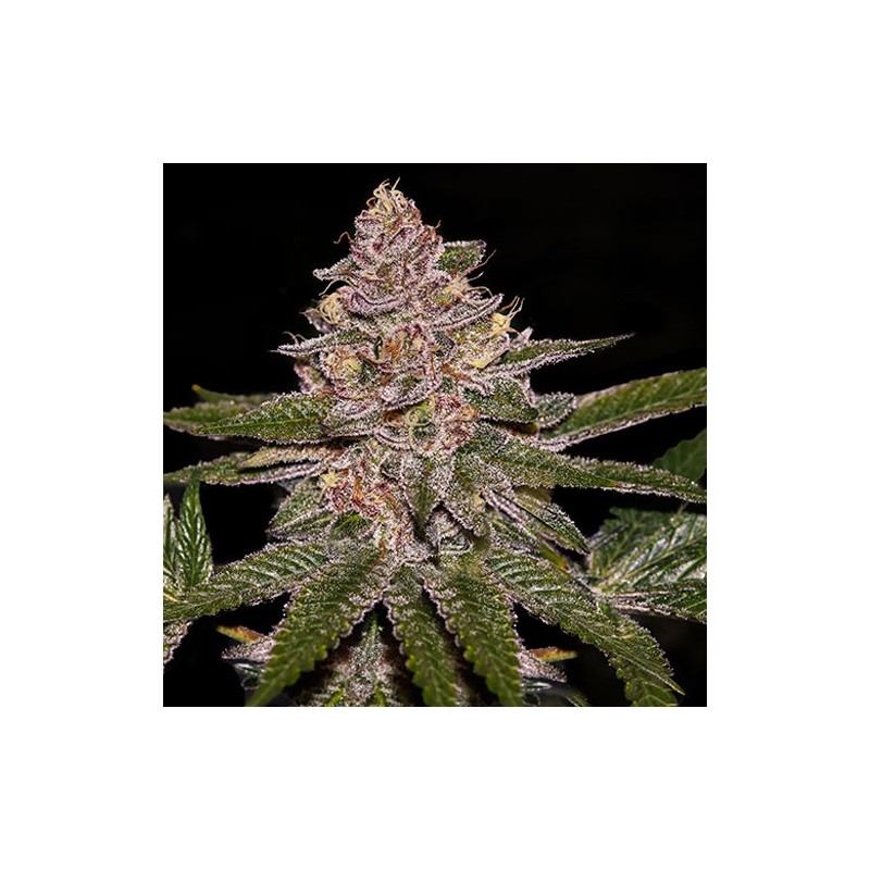 AUTO RADICAL JUICE · Ripper Seeds · semillas de marihuana · AutoFem