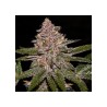 AUTO RADICAL JUICE · Ripper Seeds · semillas de marihuana · AutoFem