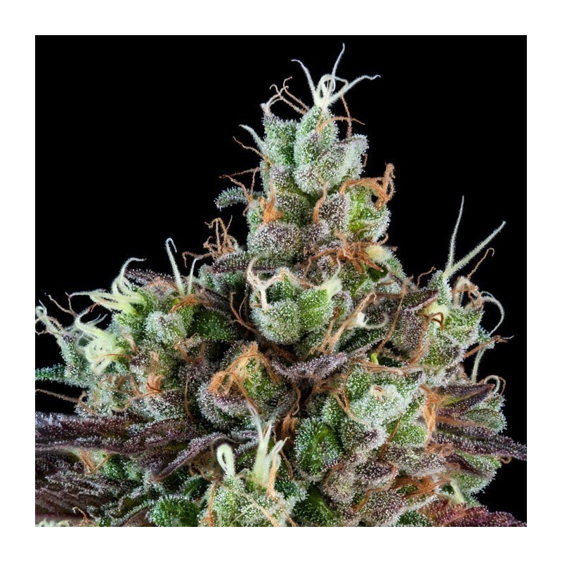 AUTO SOUR RIPPER · Ripper Seeds · semillas de marihuana · AutoFem