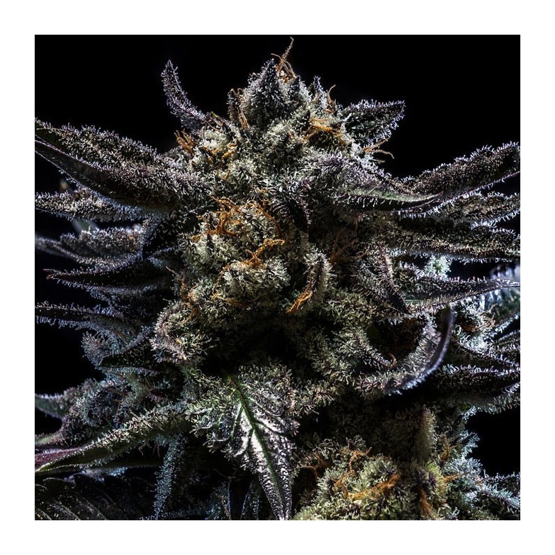 AUTO ZOMBIE KUSH · Ripper Seeds · semillas de marihuana · AutoFem