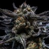 AUTO ZOMBIE KUSH · Ripper Seeds · semillas de marihuana · AutoFem