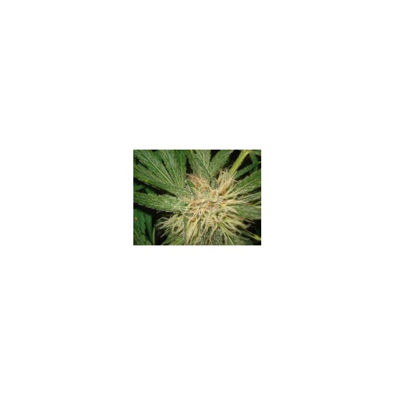 AMNESIAZ · Philosopher Seeds · semillas de marihuana · Fem