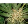 AMNESIAZ · Philosopher Seeds · cannabis seeds · Fem