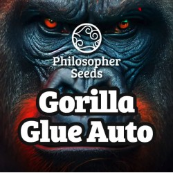 GORILLA GLUE AUTO · Philosopher Seeds · semillas de marihuana · AutoFem