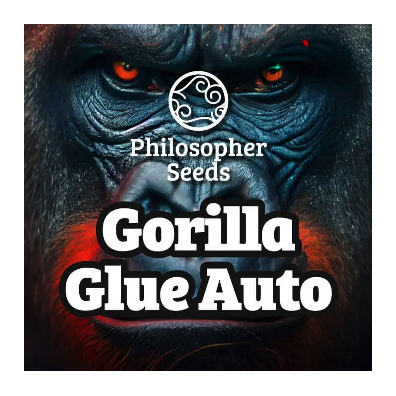 GORILLA GLUE AUTO · Philosopher Seeds · cannabis seeds · AutoFem