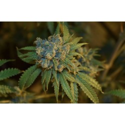 CHERRY PUNCH AUTO · Philosopher Seeds · semillas de marihuana · AutoFem