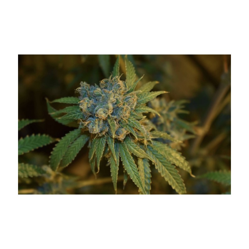 CHERRY PUNCH AUTO · Philosopher Seeds · semillas de marihuana · AutoFem