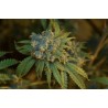 CHERRY PUNCH AUTO · Philosopher Seeds · cannabis seeds · AutoFem