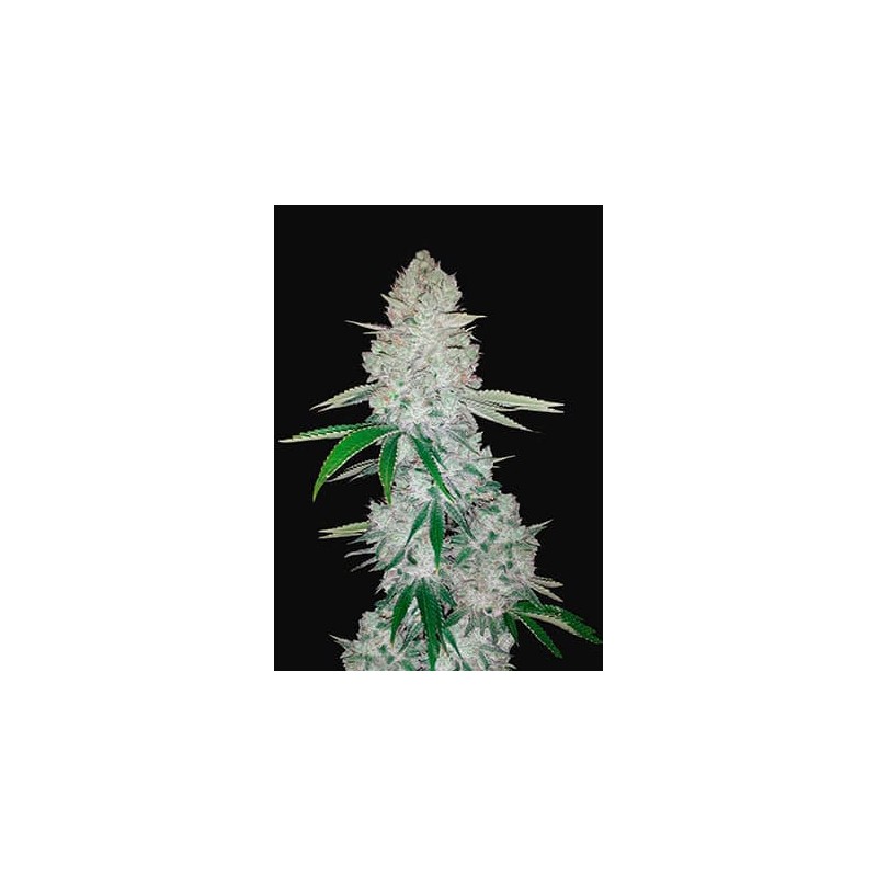 GORILLA GLUE AUTO · Philosopher Seeds · semillas de marihuana · AutoFem