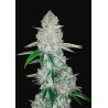 GORILLA GLUE AUTO · Philosopher Seeds · semillas de marihuana · AutoFem
