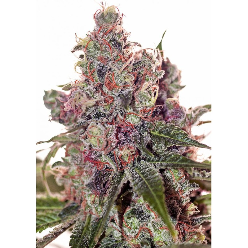 GRAPEFRUIT · Positronics · semillas de marihuana · Fem