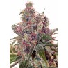 GRAPEFRUIT · Positronics · semillas de marihuana · Fem