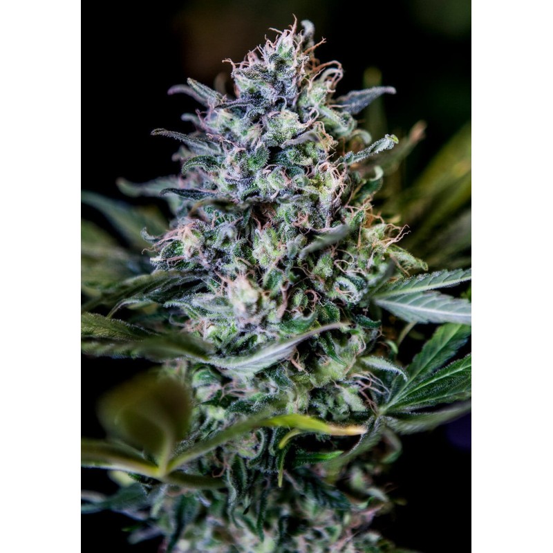1:20 CBD · Positronics · semillas de marihuana · Fem