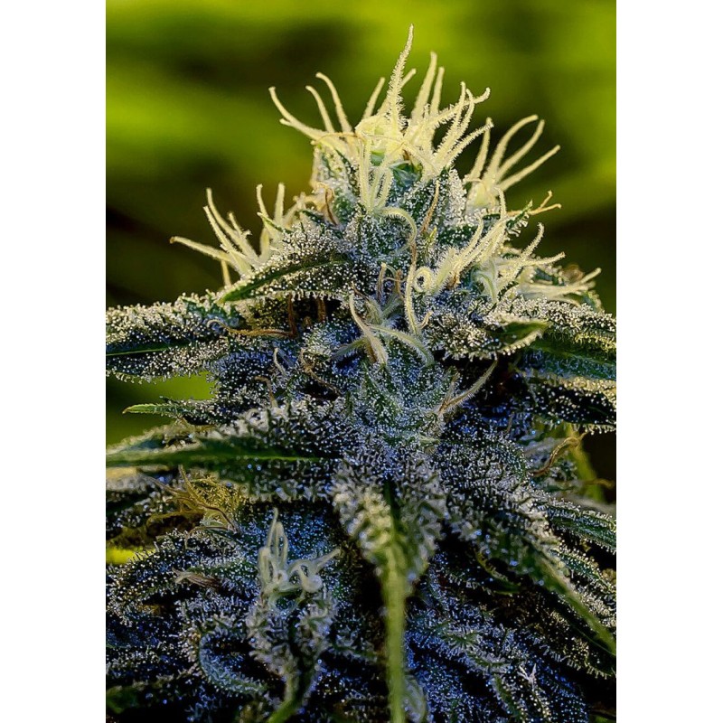 AFGHAN EXPRESS · Positronics · semi di canapa indiana · AutoFem