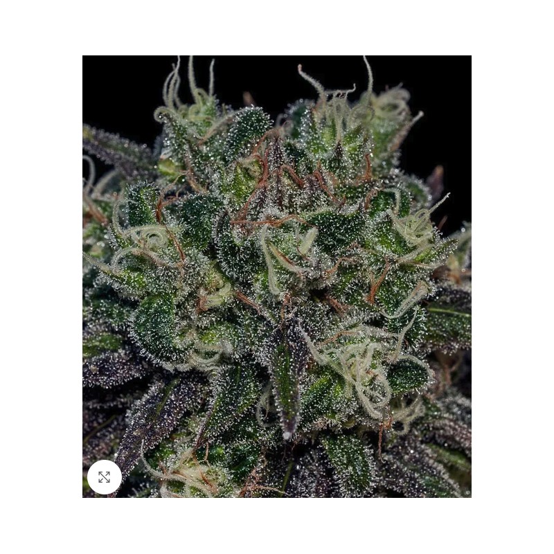 BLACK WIDOW · Positronics · semillas de marihuana · Fem