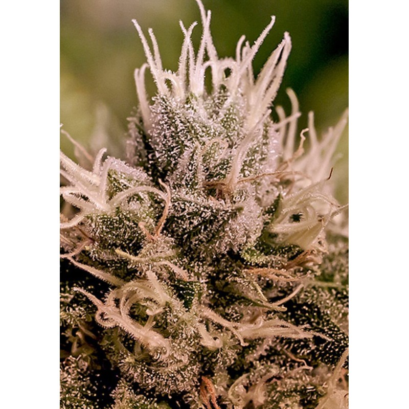 JACK DIESEL EXPRESS AUTO · Positronics · semillas de marihuana · AutoFem