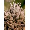 JACK DIESEL EXPRESS AUTO · Positronics · semi di canapa indiana · AutoFem