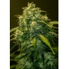 JACK DIESEL CBD · Positronics · cannabis seeds · Fem