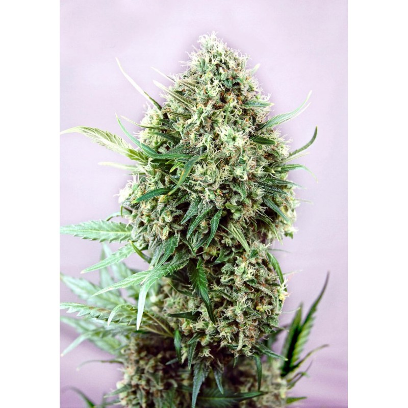 JACK DIESEL · Positronics · semillas de marihuana · Fem