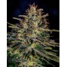 LEMON TRIP · Positronics · cannabis seeds · Fem