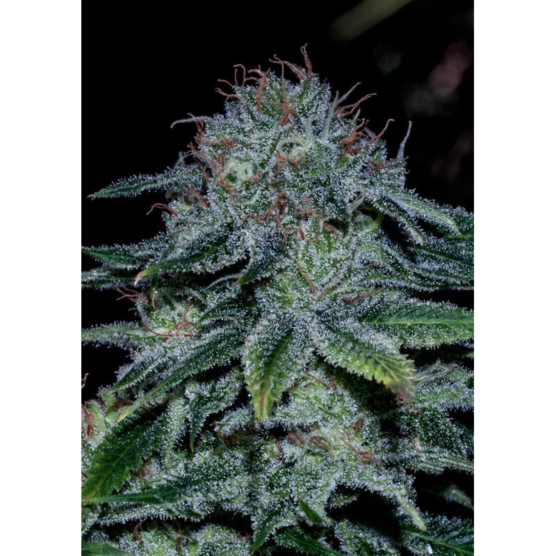 MYSTIC COOKIE ·  Positronics · semillas de marihuana · Fem