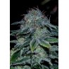 MYSTIC COOKIE ·  Positronics · cannabis seeds · Fem