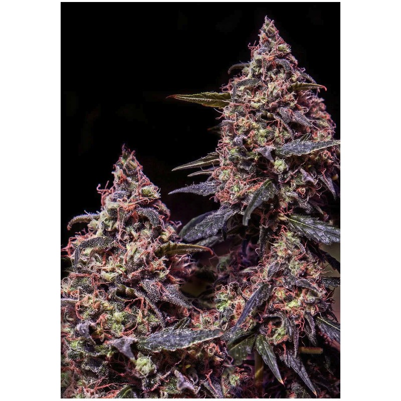 SOMANGO 47 · Positronics · semillas de marihuana · Fem