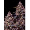 SOMANGO 47 · Positronics · semillas de marihuana · Fem
